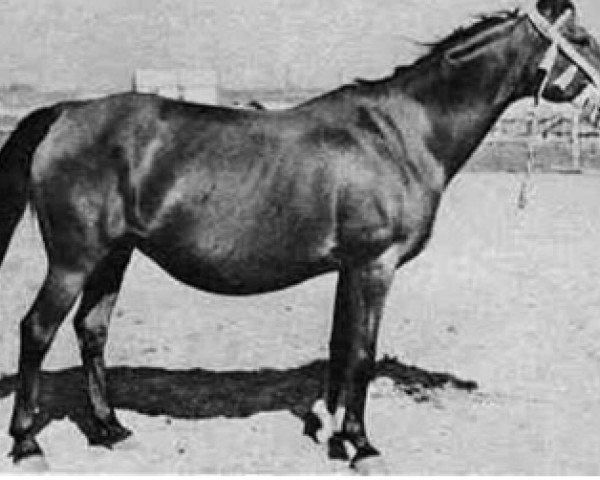 broodmare Gwara ox (Arabian thoroughbred, 1946, from Wielki Szlem 1938 ox)