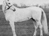 broodmare Lafirynda ox (Arabian thoroughbred, 1954, from Miecznik 1931 ox)