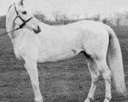 broodmare Lafirynda ox (Arabian thoroughbred, 1954, from Miecznik 1931 ox)