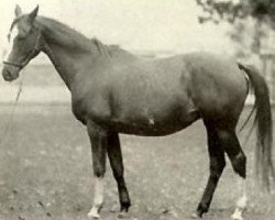 broodmare Granada 1968 ox (Arabian thoroughbred, 1968, from Abu Afas 1947 ox)