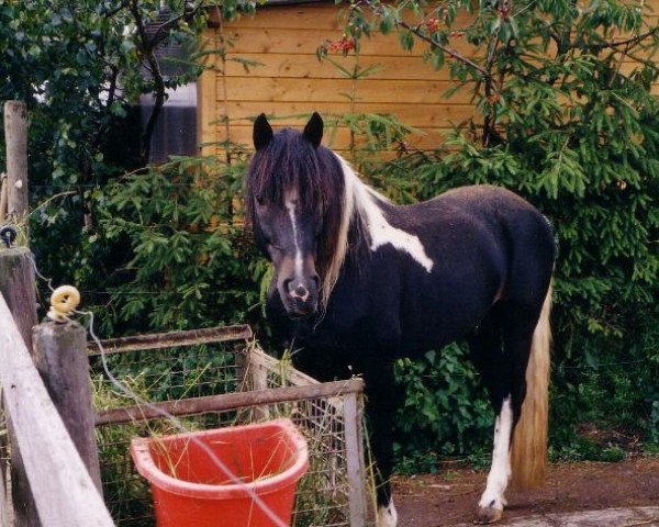 stallion Greenhorn (Lewitzer, 1990, from Graveur)