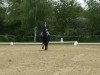 dressage horse Ricciano 7 (Westphalian, 2007, from Riccio)