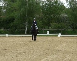 dressage horse Ricciano 7 (Westphalian, 2007, from Riccio)