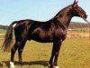 stallion Sirius (Hanoverian, 1965, from Sesam II)