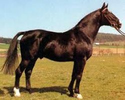 stallion Sirius (Hanoverian, 1965, from Sesam II)