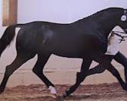 stallion Sirius Song (Oldenburg, 1992, from Sirius)