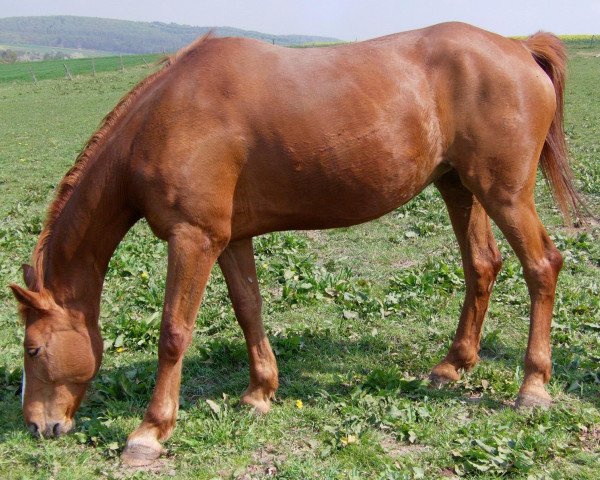 Pferd Steinfunka (Deutsches Reitpferd, 1995, von Steinwurf)