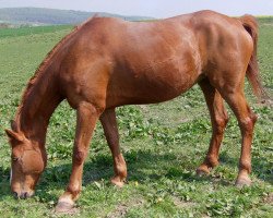 horse Steinfunka (German Warmblood, 1995, from Steinwurf)