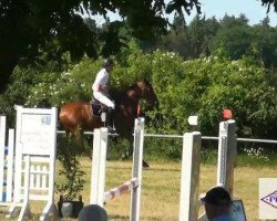 jumper Luke Lugar (Hanoverian, 2007, from Lex Lugar)