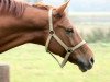 dressage horse Rubinio 21 (German Sport Horse, 2003, from Richelshagen)