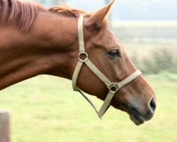 dressage horse Rubinio 21 (German Sport Horse, 2003, from Richelshagen)