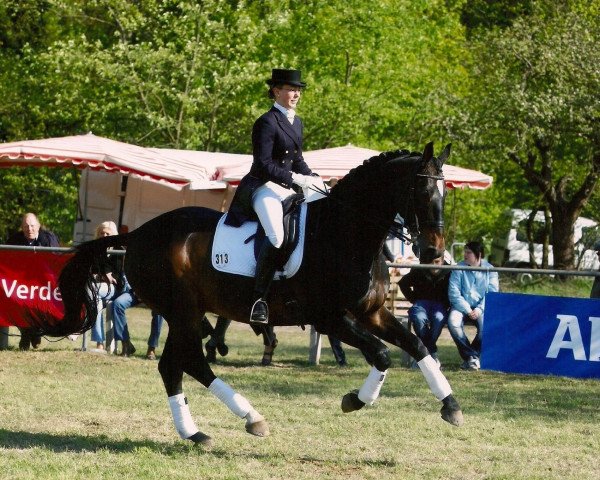 Pferd Leicester (Württemberger, 1997, von Lenys Lemon)