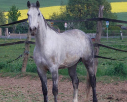 Springpferd Sirius Ass (Hessisches Warmblut, 2003, von Sirius Song)