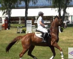 dressage horse Salitos 5 (German Warmblood, 2006, from Slibovitz)