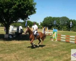 jumper Quinto 64 (Oldenburg show jumper, 2007, from Quidam's Rubin)