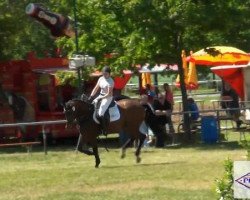 jumper Sir Werner 2 (Hanoverian, 2008, from Stalypso)