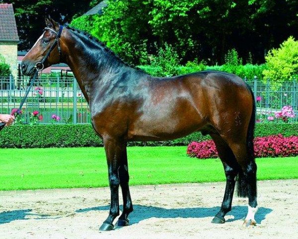 stallion Weltrubin (Hanoverian, 2000, from Weltmeyer)