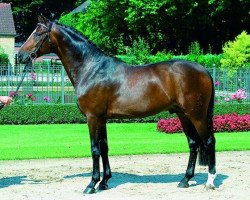 stallion Weltrubin (Hanoverian, 2000, from Weltmeyer)