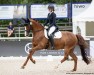 dressage horse Miss Maj (Bavarian, 2010, from Don Diamond)