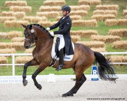 dressage horse Remondos quick step 2 (Bavarian, 2006, from Rutilus)