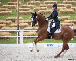 dressage horse Sir Rudolpho 2 (Bavarian, 2009, from Sir Nymphenburg I)