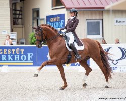 stallion Springbank II Vh (Swedish Warmblood, 2014, from Skovens Rafael)