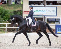 stallion Beckham GT (Danish Warmblood, 2010, from Bordeaux 28)