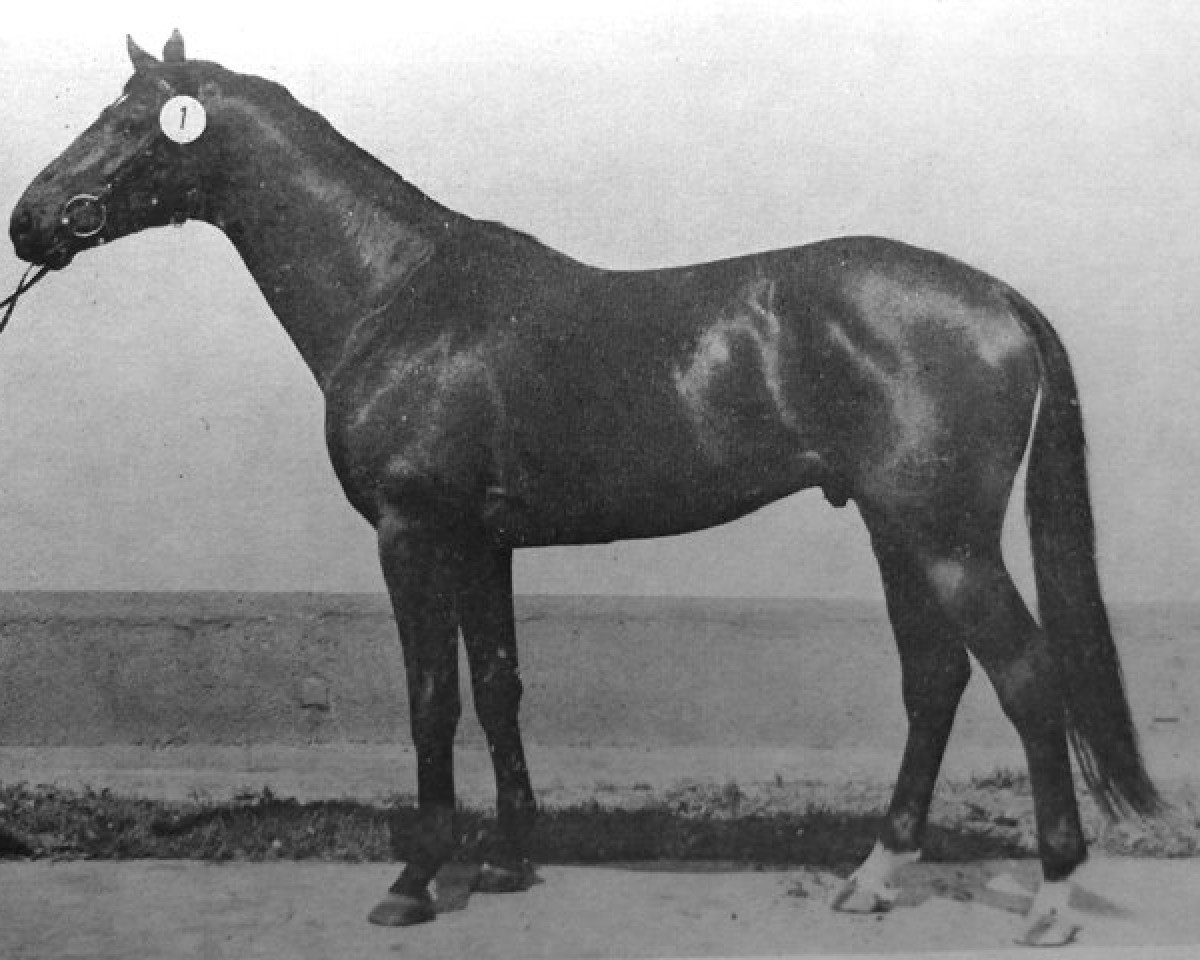 stallion Dorn (Trakehner, 1980, from Modus xx)