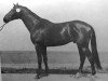 stallion Dorn (Trakehner, 1980, from Modus xx)