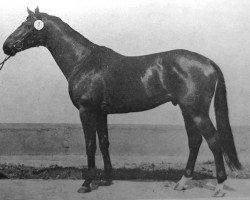 stallion Dorn (Trakehner, 1980, from Modus xx)