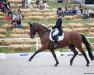 dressage horse Despino 15 (Hanoverian, 2003, from De Niro)