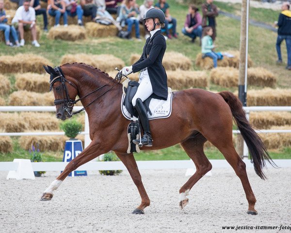 dressage horse Dr. Mops (Westphalian, 2012, from Diamond Hit)