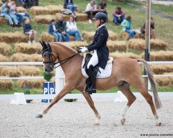 stallion Dw's Moet Chandon (German Riding Pony, 2010, from FS Don't Worry)