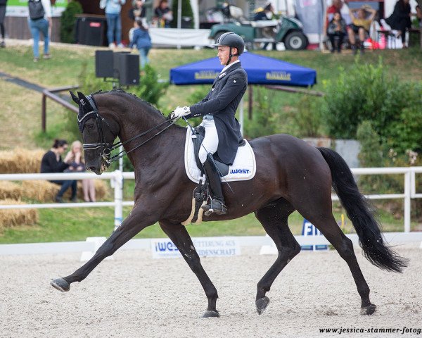 dressage horse Fabiano A (Hanoverian, 2010, from Fürstenball)