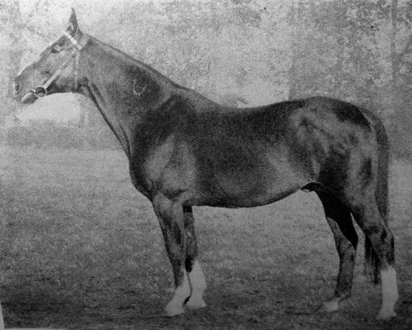 stallion Immanuel (Trakehner, 1934, from Paradox xx)
