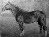 stallion Immanuel (Trakehner, 1934, from Paradox xx)