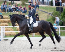 dressage horse Shaquiri M (Oldenburg, 2009, from San Amour I)