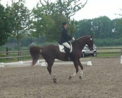 dressage horse Mangano 6 (Westphalian, 1995, from Montmartre)