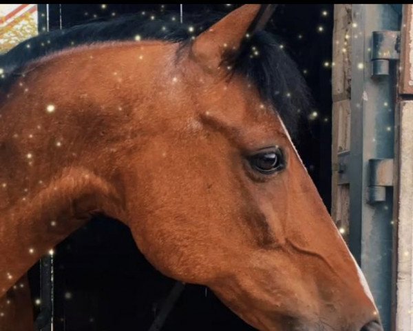 dressage horse Valladin (German Riding Pony, 2004, from Top Viorello)