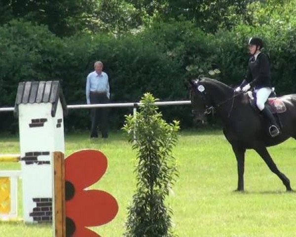 dressage horse Don Mokachino (Westphalian, 2003, from Don Bedo I)