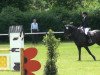 dressage horse Don Mokachino (Westphalian, 2003, from Don Bedo I)