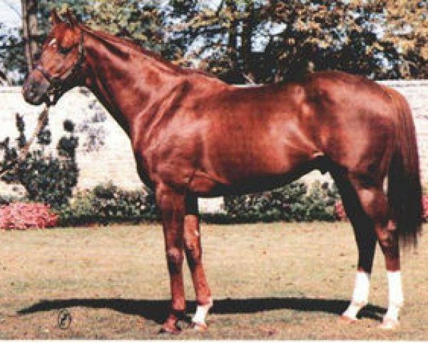 stallion Effervescing xx (Thoroughbred, 1973, from Le Fabuleux xx)