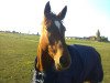 dressage horse Amy Lou-Siana (German Sport Horse, 2005, from Agrigento)