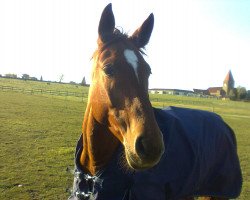 dressage horse Amy Lou-Siana (German Sport Horse, 2005, from Agrigento)