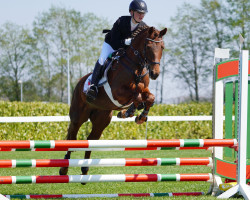 Springpferd Daily Motion 4 (Deutsches Reitpony, 2012, von Oosteinds Ricky)