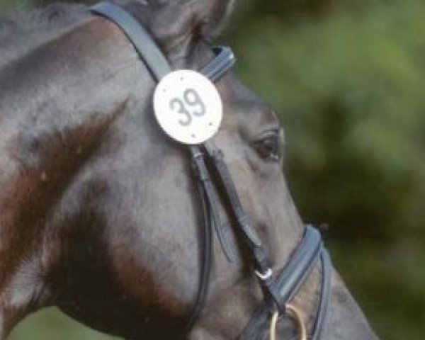 dressage horse Egolas (Hessian Warmblood, 2005, from Epernay)