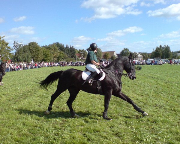 dressage horse Dream Dancer 64 (Oldenburg, 1995, from Don Primero)