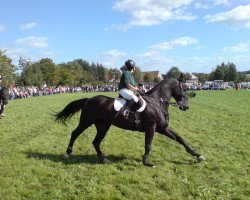 dressage horse Dream Dancer 64 (Oldenburg, 1995, from Don Primero)