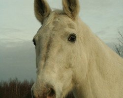 Pferd Golden Dream (Hannoveraner, 1992, von Graf Lehndorff)