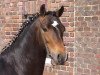 Pferd Top Balino (Welsh Pony (Sek.B), 2004, von Blue Stone Swing Boy)